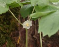 Podophyllum peltatum